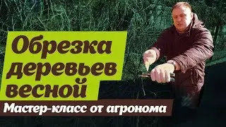 Обрезка деревьев весной