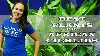 Top 3 Plants for the African Cichlid Tank