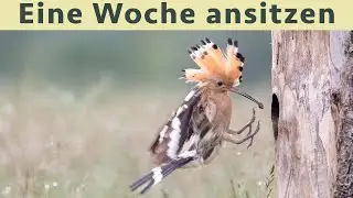 Vogelfotografie in Serbien 2023 | Eine Woche im Ansitz