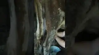 Дойка деревенской коровы