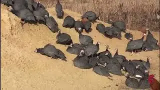 African bird in TAMBOV (Guinea FOWL)