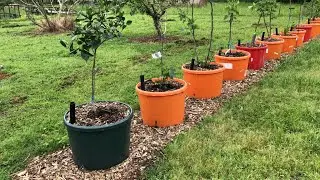 🌳 FERTILIZING FRUIT TREES IN CONTAINERS 🍎 WHAT DO THEY NEED❓ WHEN DO THEY NEED IT❓ 🍑