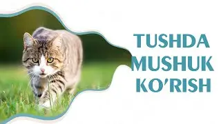 Tushlar tabiri - Tushda mushuk korish