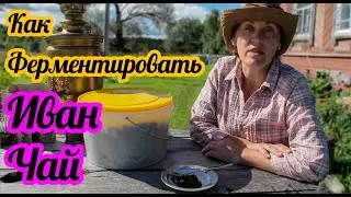 Как ферментировать иван чай  чтоб он был полезный и вкусный! Совет от Фермачей в деревне!