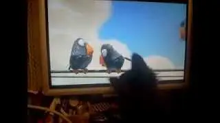 Котенок и монитор