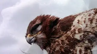 Необычные находки на участке + план нового дома - Зимний художник в деревне