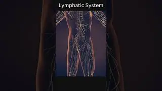 Lymphatic System