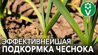 ПРОВЕДИТЕ ПОДКОРМКУ ЧЕСНОКА ЭТИМИ 2 ИНГРЕДИЕНТАМИ! Вы удивитесь результатом сверхурожая!