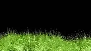 Animated Grass Motion Black Screen Background GIF || Animated grass green screen GIF