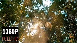 🌿 Nature Sounds with Birds Singing in the Forest