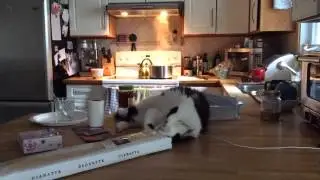 The Oreo Cat: Sandwich time!