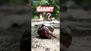 Kids Discover GIANT Hermit Crabs in Puerto Rico Adventure!