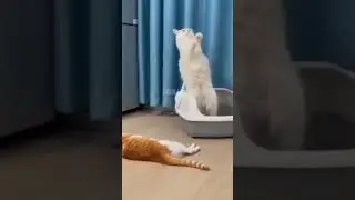 На это можно смотреть вечно 🤯 