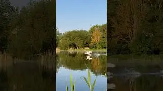 Лебединый бит от Алеся прошлым летом. #лебедь #birds #swans #милоевидео #swan #nature #бит #полёты