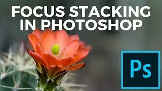 How to Do Focus Stacking in Photoshop - Photoshop Tutorial