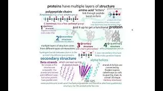 Peptide bonds and secondary protein structure