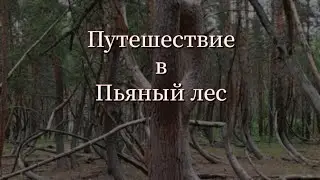 Путешествие в пьяный лес или танцующий лес - Шиловский район. Рязанская область.