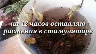 Саженцы клубники от САДОВОГО РАЯ, реанимация растишек.