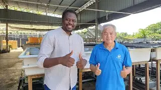 Oyster farming is easy