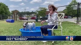 Noon Pet Of The Week:  Bambino