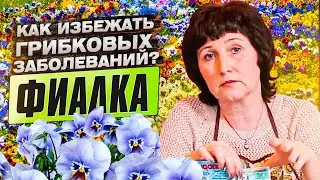 Фиалка. Как избежать грибковых заболеваний и вылечить комнатные растения?