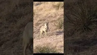 Insane coyote headshot