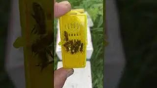 Начал отбор маток инструментального осеменения