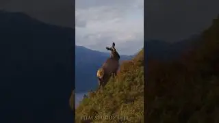 Rare deer against the background of the Altai mountains #wildlife #nature #deer