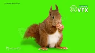 Squirrel Green Screen Video Effects 🐿️ Free Chroma Background