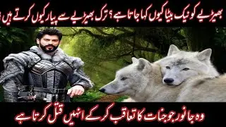 Why Turkish & Mangols Love Wolf | Wolf | Interesting Facts About Wolves