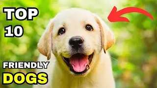 TOP 10 FRIENDLY DOG BREEDS | Friendliest dog breeds in the world