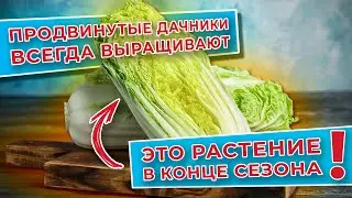 Продвинутые дачники всегда выращивают это растение 🥬 в конце сезона