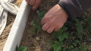 Маточный корень малины. Укоренение в тумане