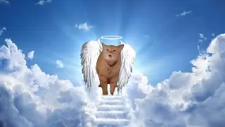 RIP I go meow cat