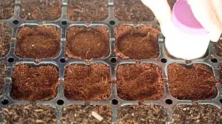 Press Seeds After Sowing and This Happens