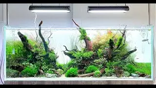 Big Aquascape Tutorial Step by Step, Our Largest Display, 150cm Planted Tank at Aquarium Gardens