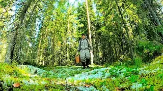 Грибник зашёл в лес нашёл нетронутые поляны обалдел! Один в лесу такого не ожидал! Ягоды Грибы 2024