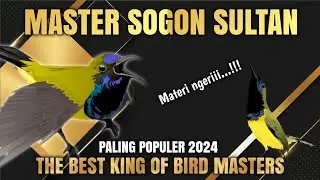 Paling ngeriii‼️ MASTER SOGON SUPER MEWAH || The best king of masters bird