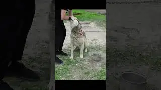 Восточно-сибирская лайка