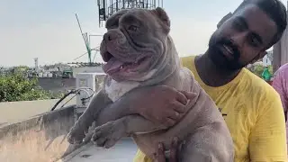 Dangerous American Bully attack | Jabardast Exotic Micro American bully dog kennel