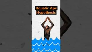 Debunking the Aquatic Ape Hypothesis