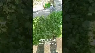 Продам кинзу, объём есть