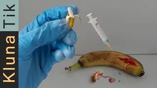 GMO experiments you can do at home!  Genetically modification DIY recipe