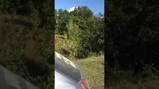 Хрюшки гуляют на природе