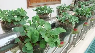 Vegetable Growing On The Balcony, Hanging Garden Ideas Automatic Watering From Plastic Bottles