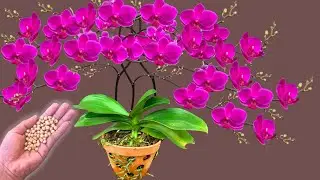 Just 1 spoon! The fading orchid branches suddenly bloom with many magical flowers