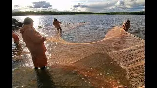 Вижу Сёмгу! Юра тяни!Рыбалка Неводом!