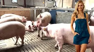 Transfer of Sows From the Maternity Ward #withme on Pig Farm