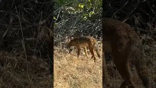 Urban Coyotes Help Control Rodent Populations