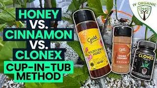 How To Root Cuttings |  Honey vs. Cinnamon vs. CloneX